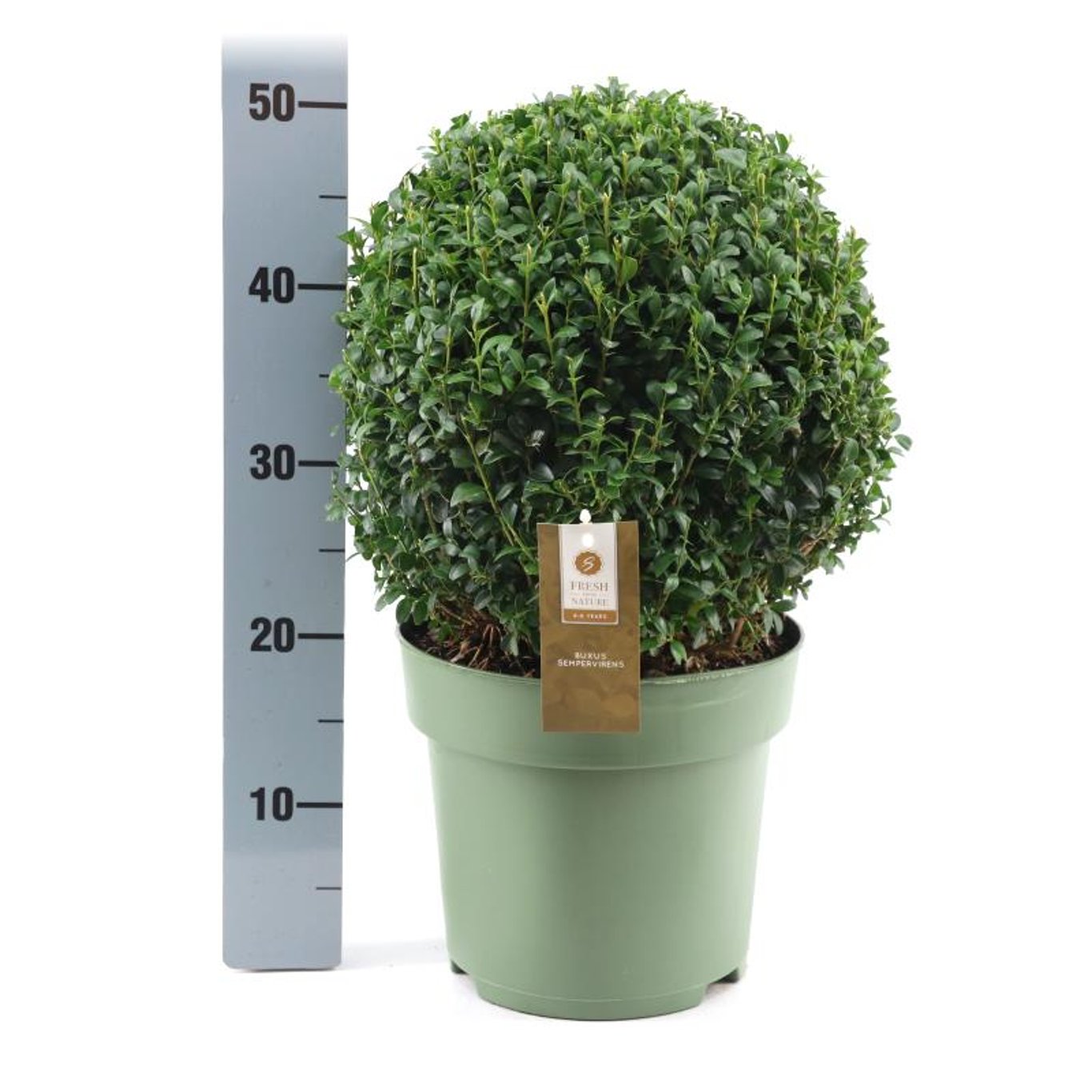 Buxus sempervirens - 30-35 CM Ball Cont.